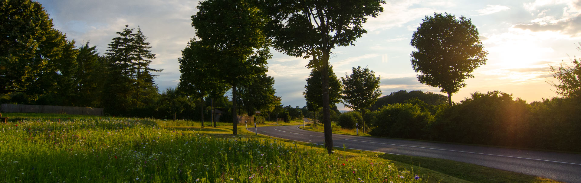 Landschaft mit kurviger Straße, Wiese, Bäumen und warmem Sonnenlicht
